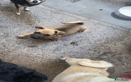 Jug dogs for sale: Lovely little bundle of joy  - Image 6