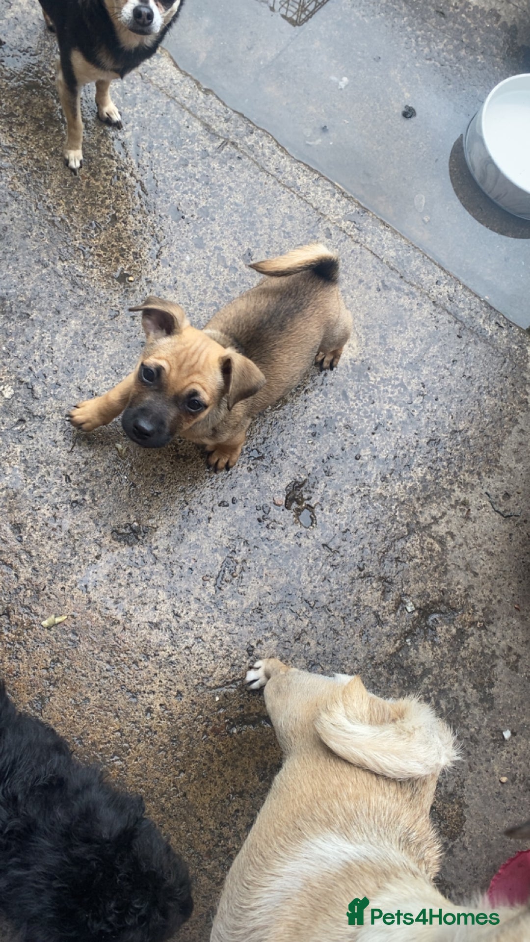 Jug dogs for sale: Lovely little bundle of joy  - Image 6