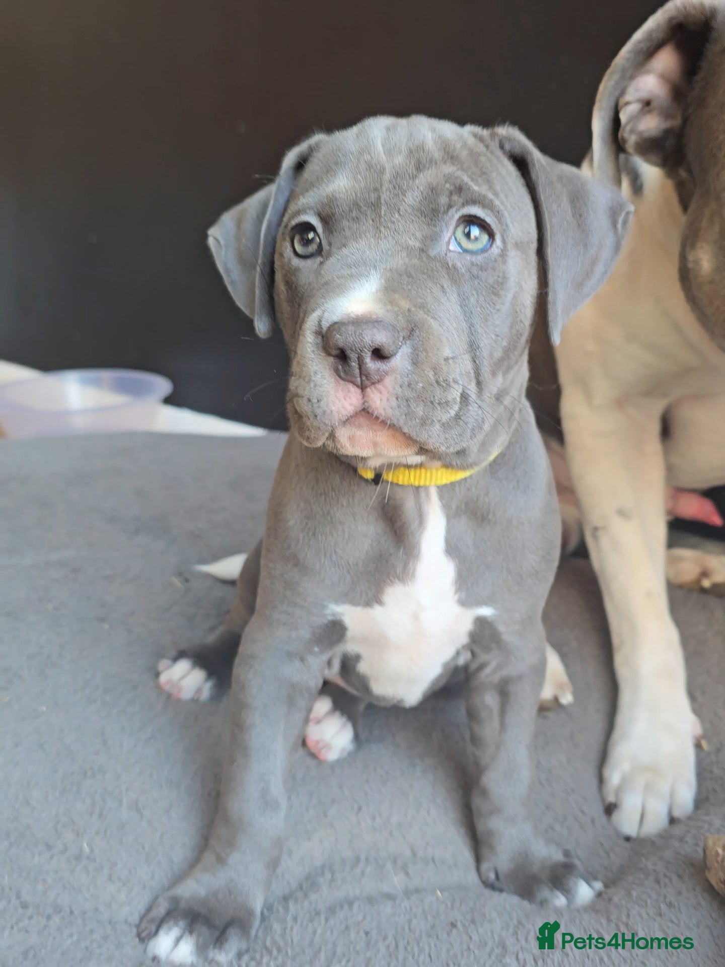 American Bull Staffy dogs American Staffordshire Terrierooking puppies  - Advert 5