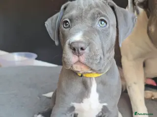 American Bull Staffy dogs American Staffordshire Terrierooking puppies - Advert 5