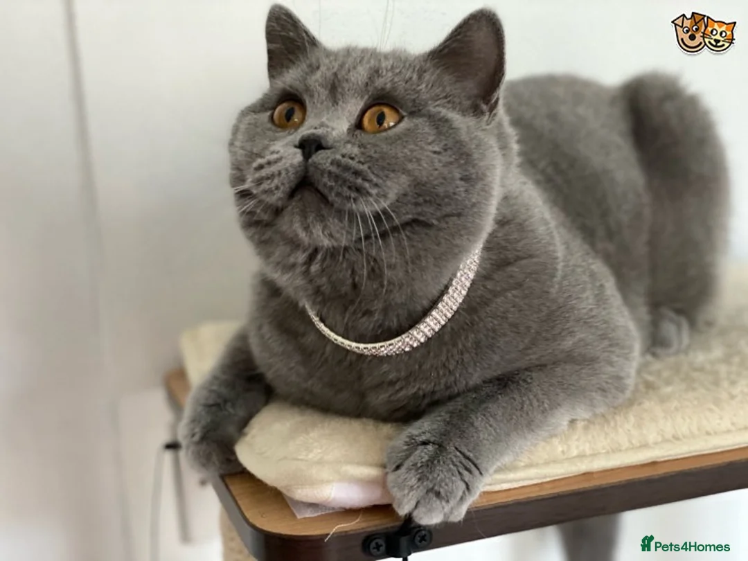 Scottish Fold cats for stud: Scottish straight for stud duties in Derby - Advert 6