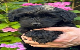 Mixed Breed dogs for sale:  Cavapoo x Cockapoo Ready 9th August - Image 33