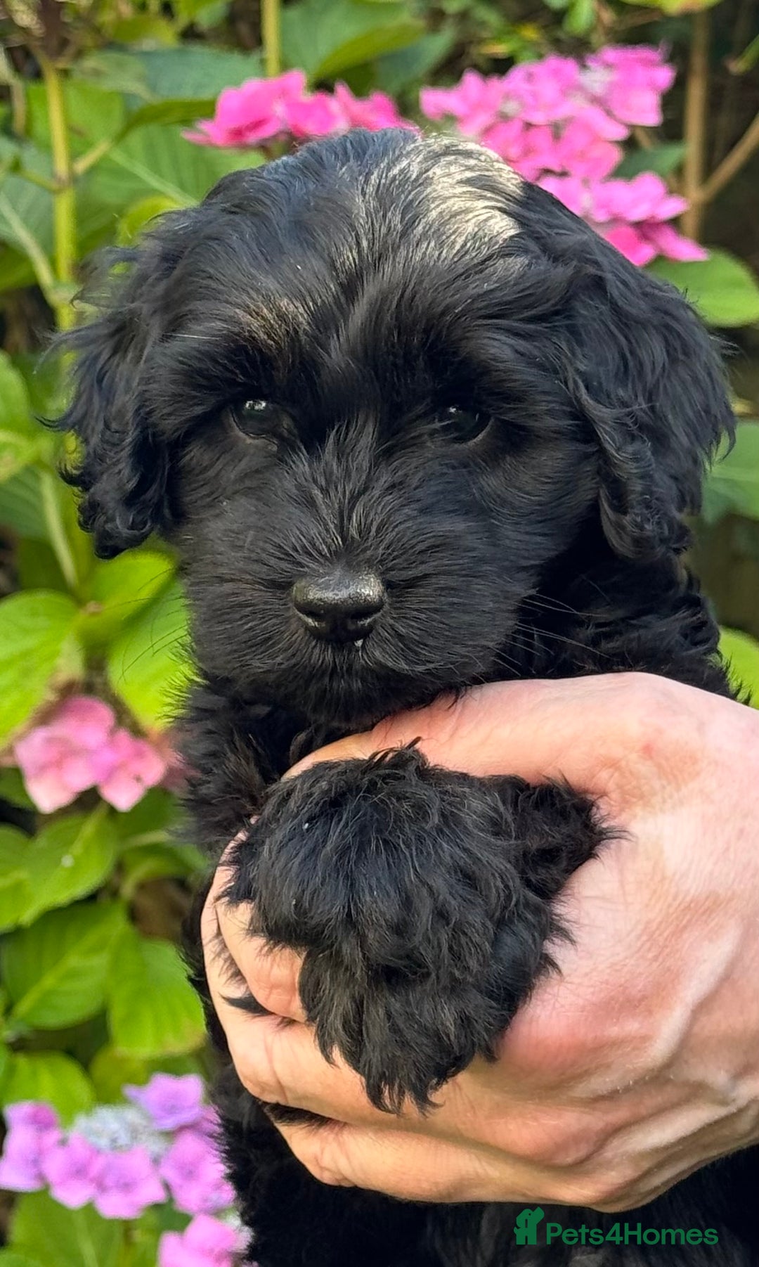 Mixed Breed dogs for sale:  Cavapoo x Cockapoo Ready 9th August - Image 33