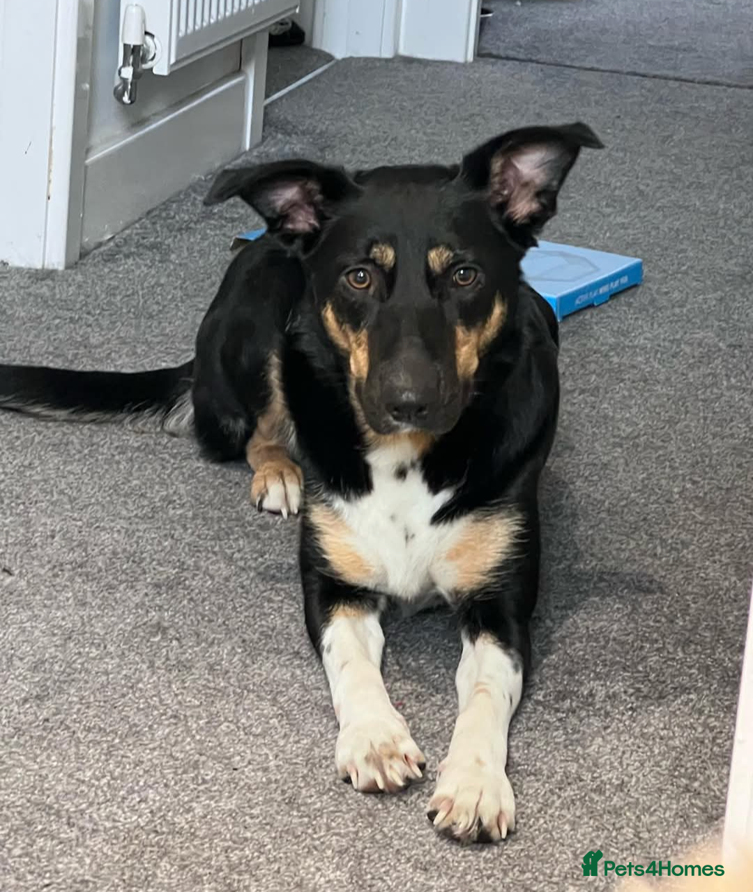 Border Collie dogs for sale: Buffy – 4-Year-Old Border Collie - Advert 2