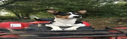 Border Collie dogs for sale: Border Collie Puppies 🐶 in Cowbridge - Advert 2