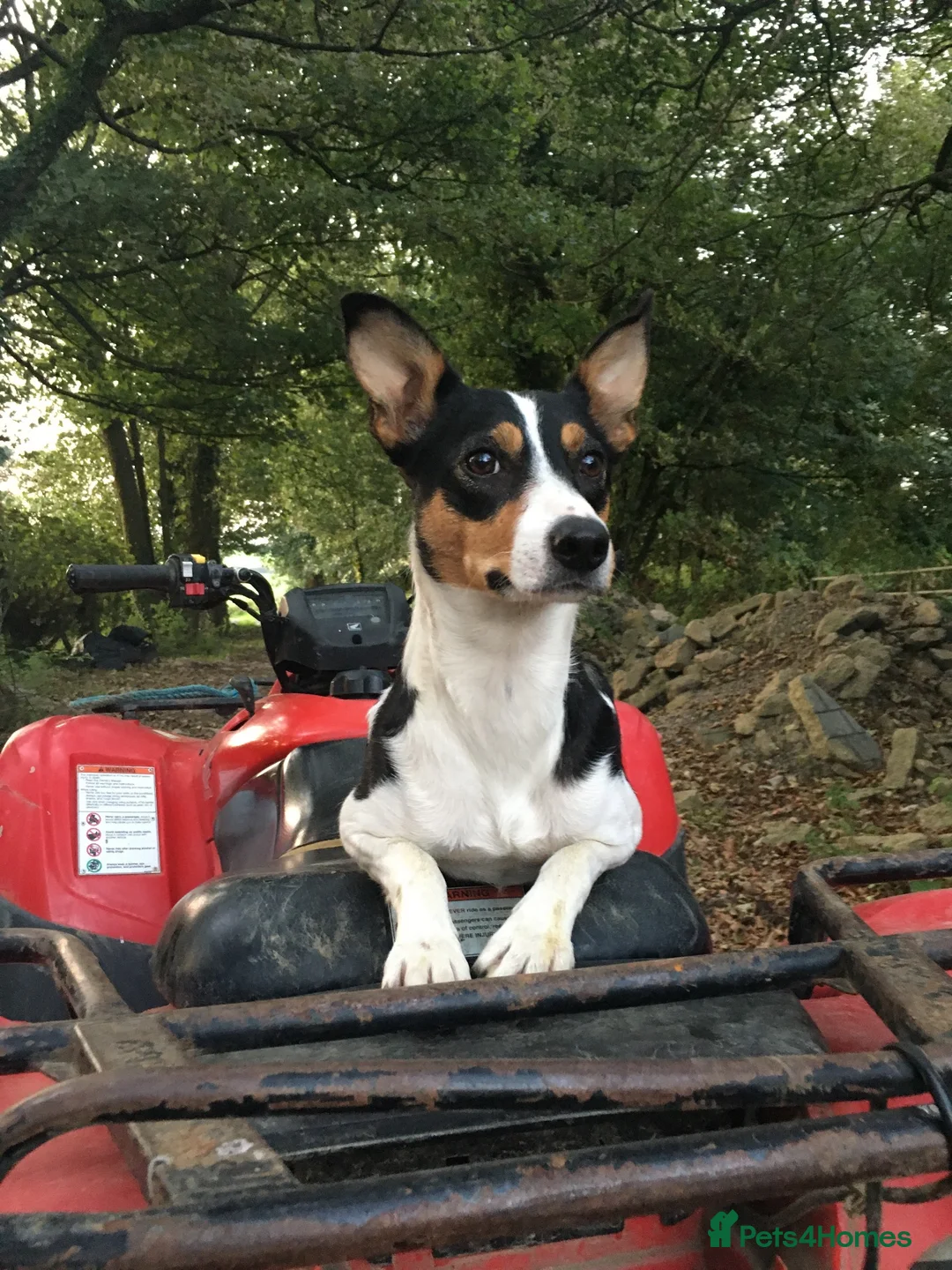 Border Collie dogs for sale: Border Collie Puppies 🐶 in Cowbridge - Advert 2