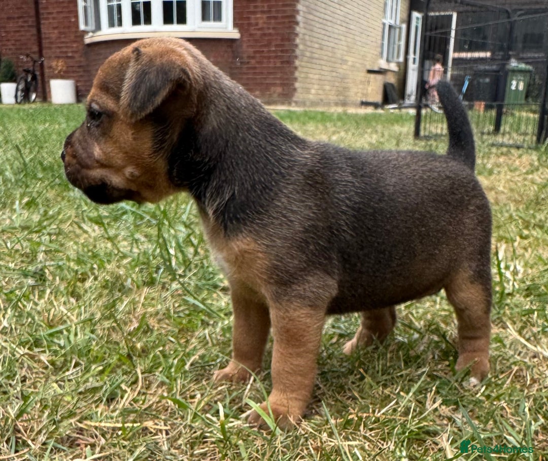 Jack Russell dogs for sale: Jack Russel terrier puppies for sale - Image 6