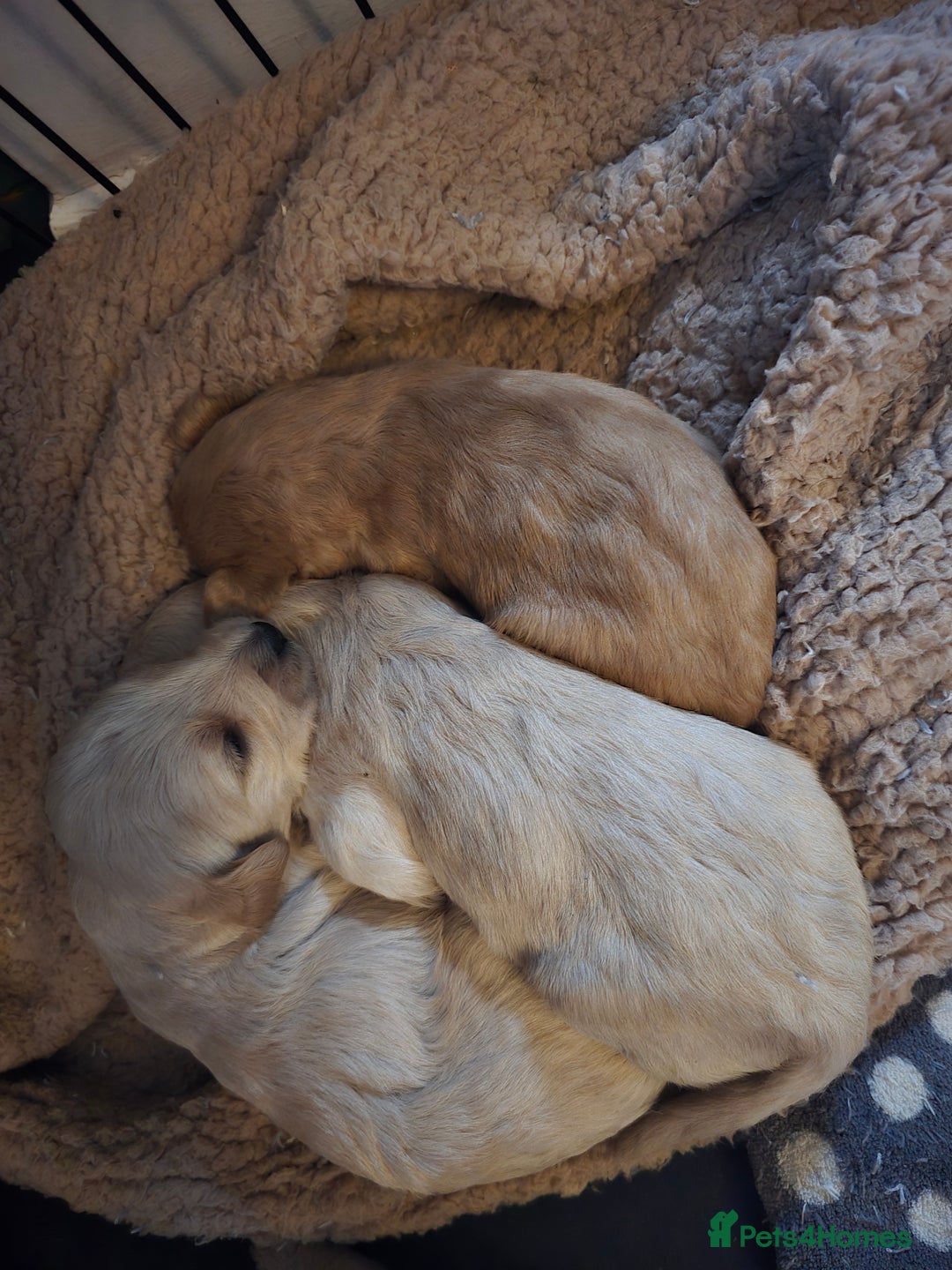 Labradoodle dogs for sale: Ready to go! gorgeous Teddy-Labradoodles - Advert 19