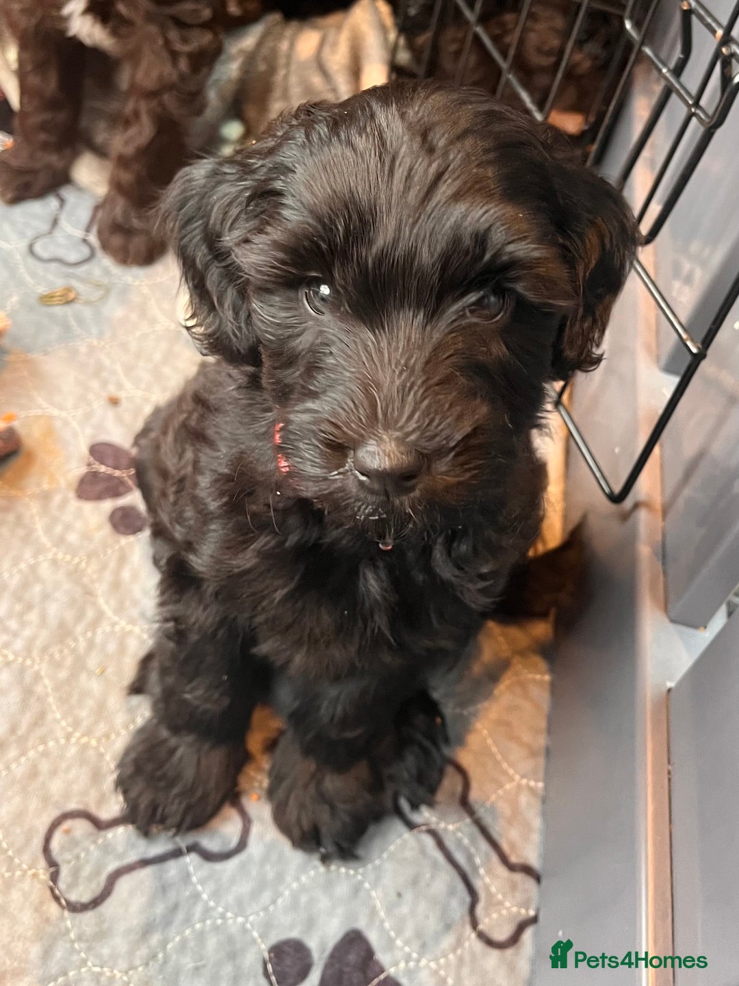 Australian Labradoodle dogs for sale: Home raised, DNA tested, Australian Labradoodles - Advert 32