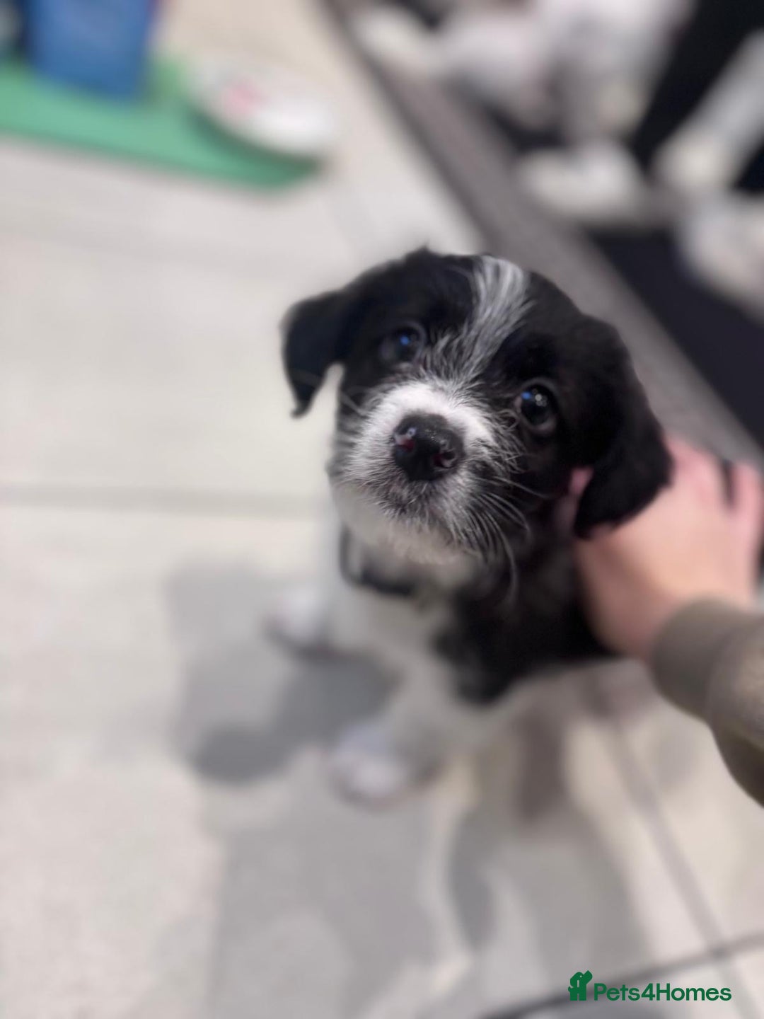 Mixed Breed dogs for sale: 3 beautiful Bichon Maltese mixed breed pups - Advert 13