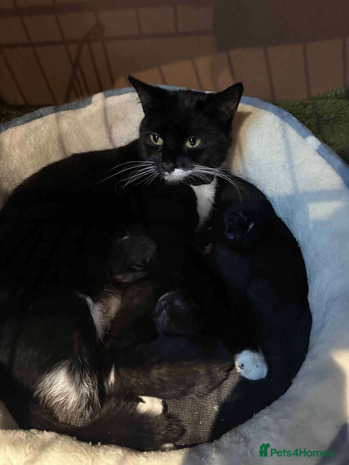 Bombay cats Adorable Kittens for Sale — Born on 18/08/2025 - Advert 7