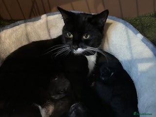 Bombay cats Adorable Kittens for Sale — Born on 18/08/2025 - Advert 1