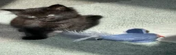 Mixed Breed cats for sale: Female ( Brown) and Male ( Grey) kittens for sale - Advert 5