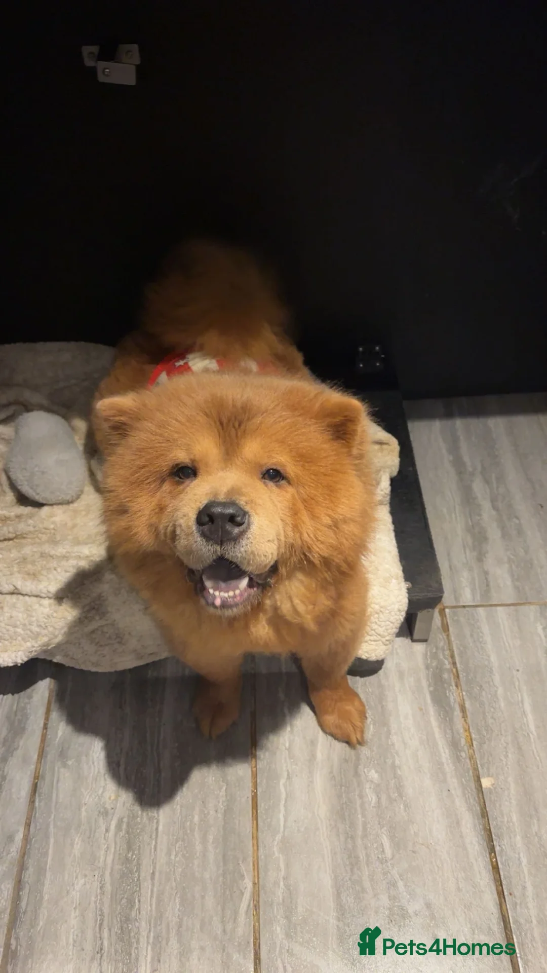 Chow Chow dogs for sale: Gorgeous chow chow 😍 - Advert 3