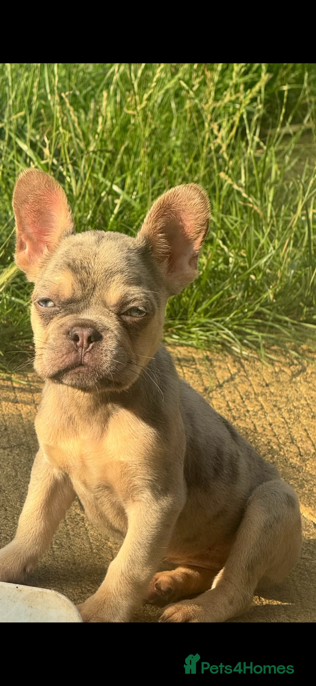 French Bulldog dogs for sale: Merle French Bulldog Female - Advert 2