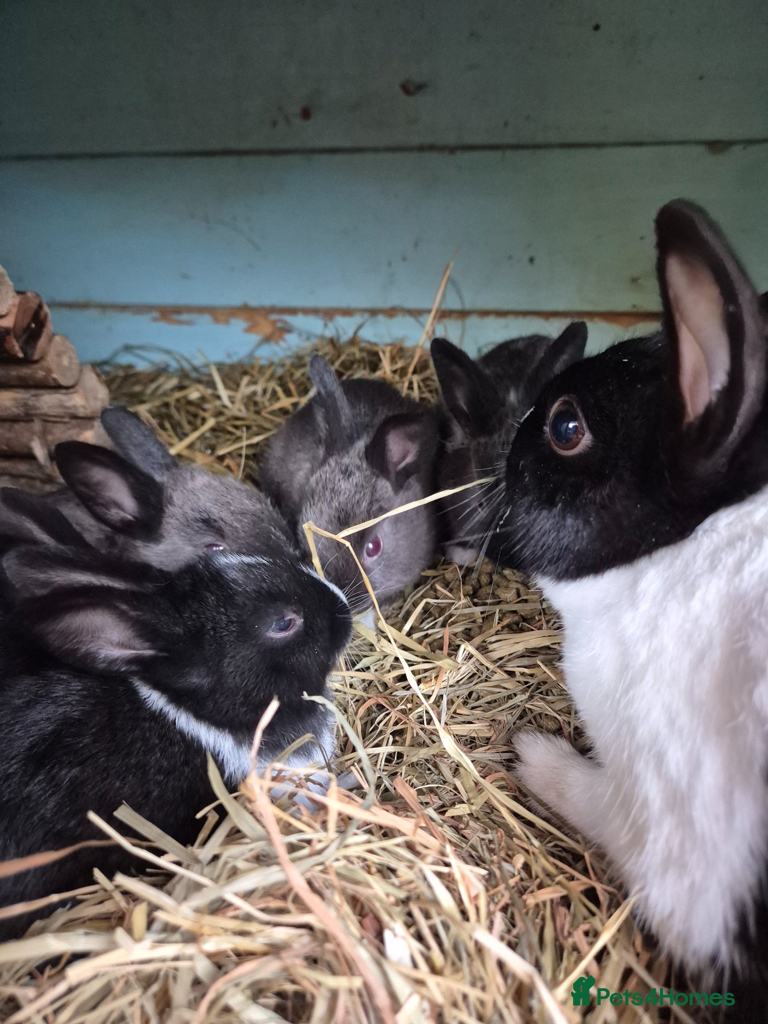 Dutch rabbits Dutch kits  - Advert 5