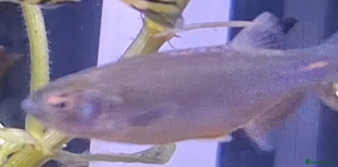 Danios fish for sale: 4 danio fish + 40L tank - Advert 4