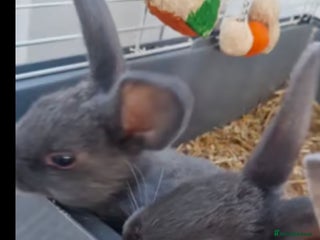 English rabbits - Advert 36