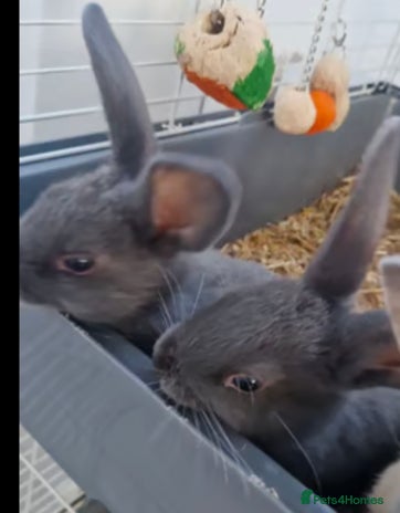 English rabbits - Advert 3