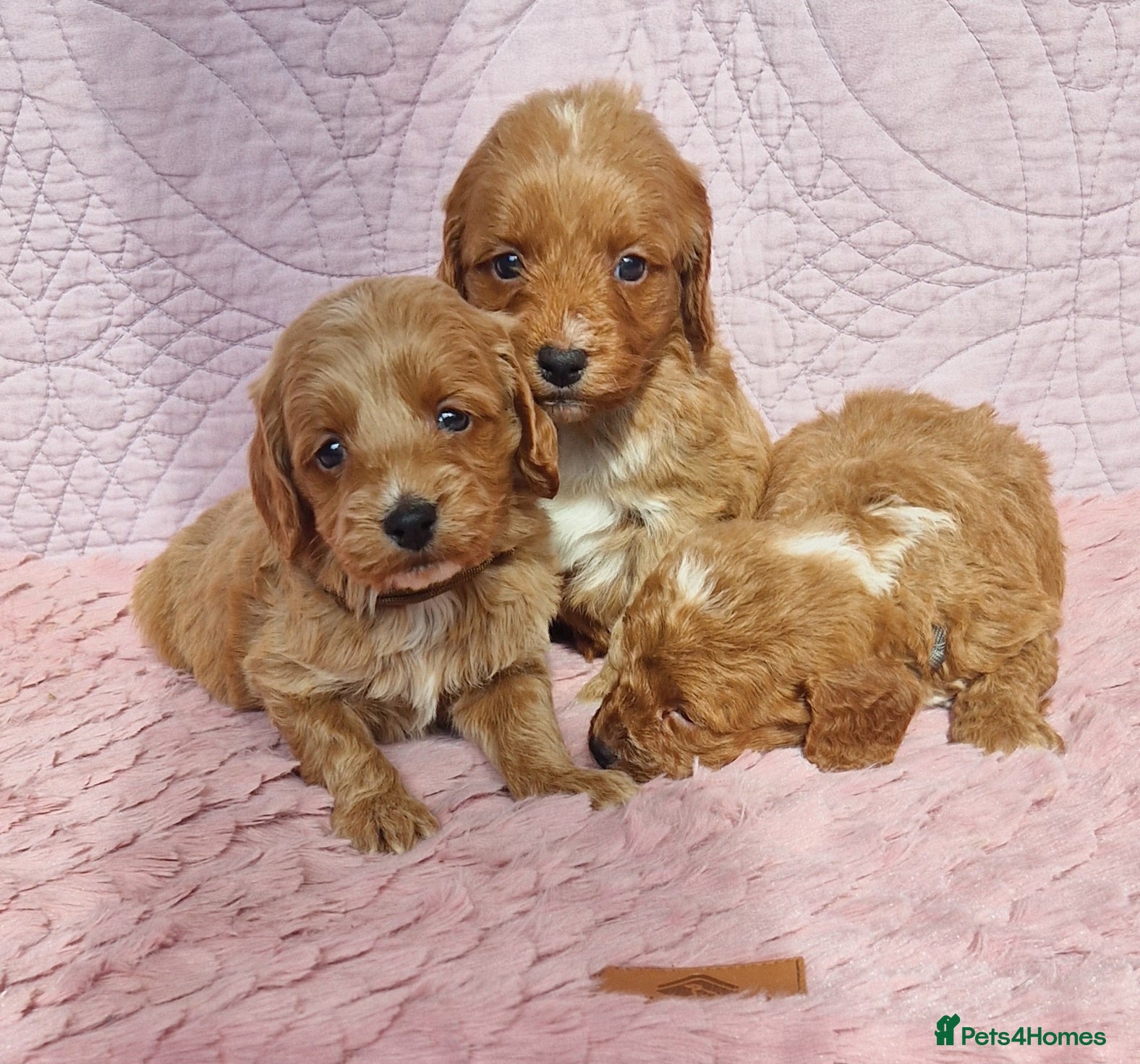 Cockapoo dogs Beautiful health clear Cockapoo's - Advert 1