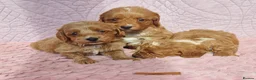 Cockapoo dogs for sale: Beautiful health clear Cockapoo's in Staines - Advert 8