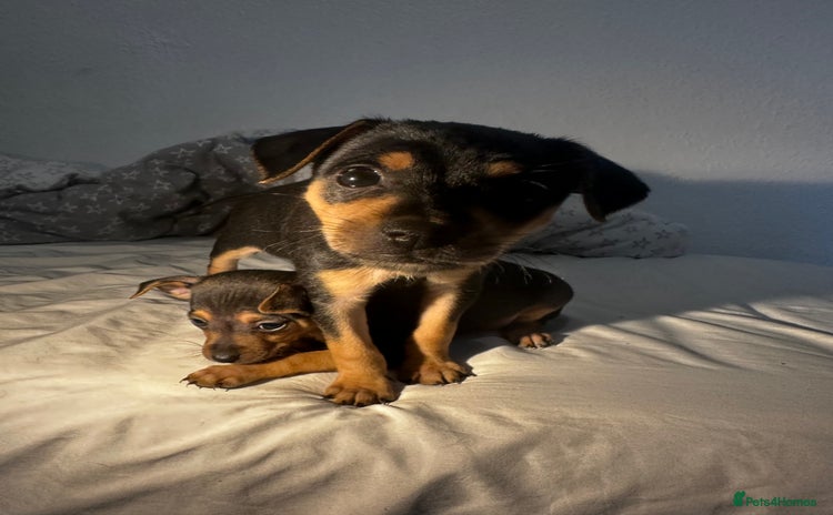 Mixed Breed dogs - Advert 7