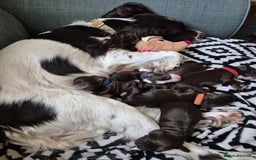 Cocker Spaniel dogs for sale: Working cocker spaniel puppies - Image 1