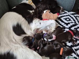 Cocker Spaniel dogs - Advert 1