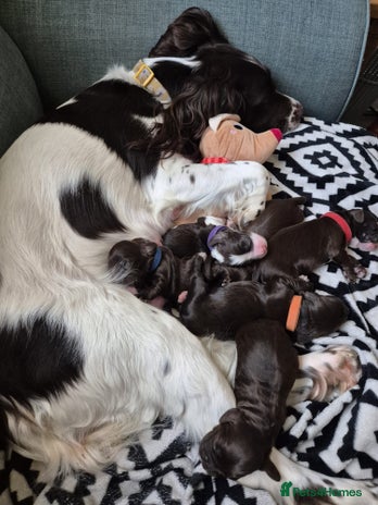 Cocker Spaniel dogs - Advert 1