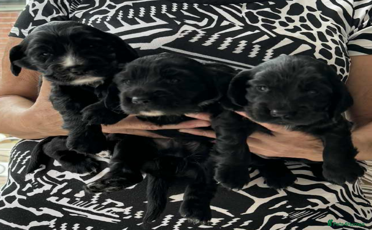 Cocker Spaniel dogs - Advert 3