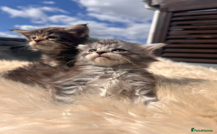 Maine Coon cats - Advert 16