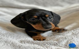 Miniature Dachshund dogs for sale: Adorable Miniature Dachshund Puppies - Image 11