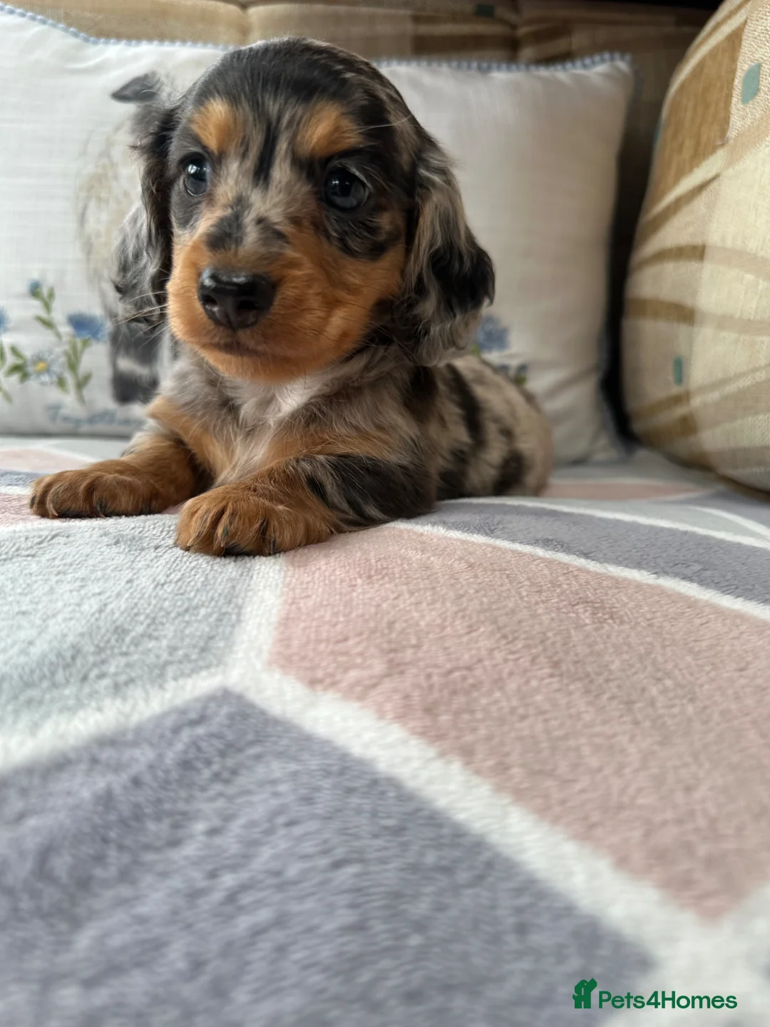 Miniature Dachshund dogs for sale: Miniature Long haired Daschund’s 🐶 - Advert 1