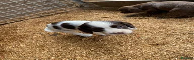 Cocker Spaniel 4