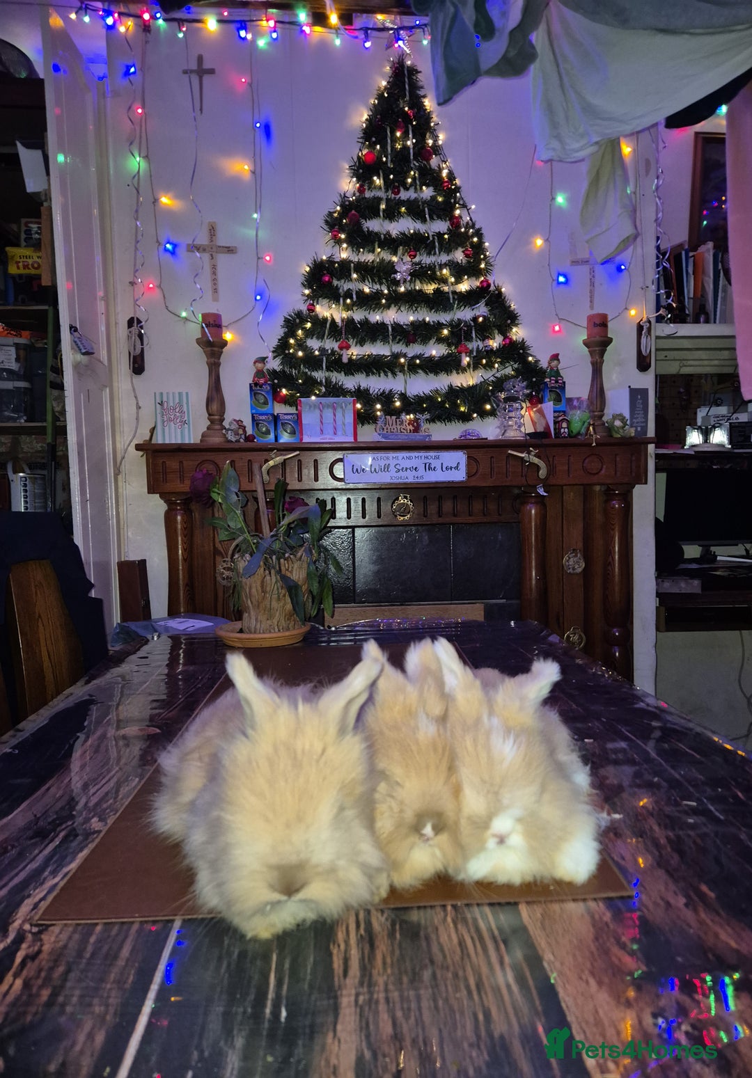 Angora rabbits for sale: Gorgeous Angora Rabbits, Pure Bred Full Faced. - Advert 16