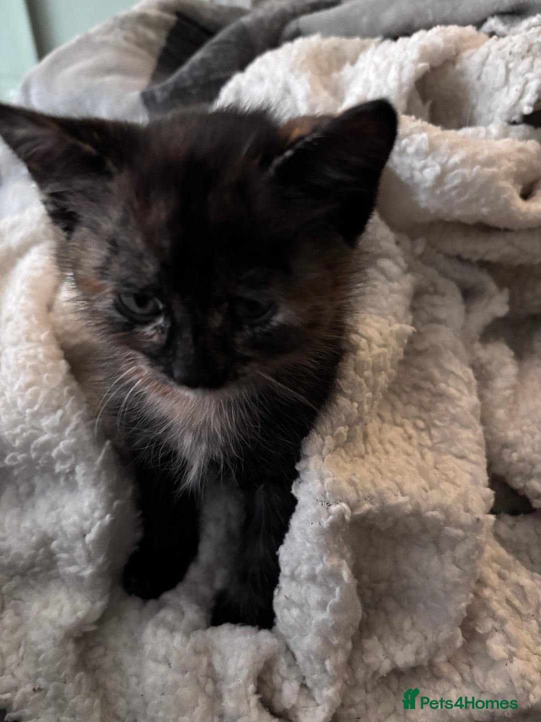 Mixed Breed cats for sale: Beautiful fur babies  - Advert 5