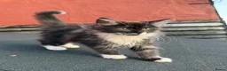 Mixed Breed cats for sale: Beautiful Maine Coon Cross Kittens - Advert 6