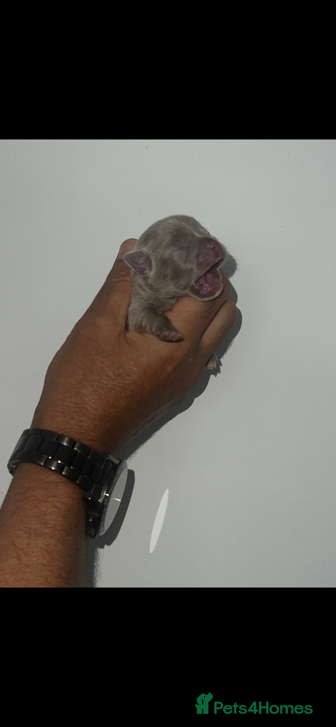 Chihuahua dogs for sale: Chihuahua puppy’s blue and lilicas  - Image 12