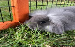 Mini Lop rabbits for sale: Male mini lop babies READY TO LEAVE  - Image 12