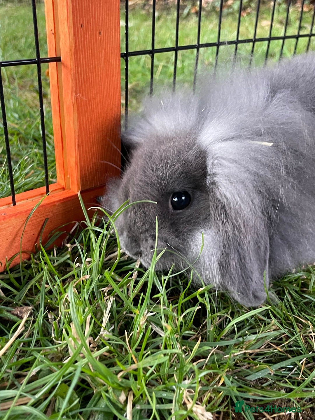 Mini Lop rabbits for sale: Male mini lop babies READY TO LEAVE  - Image 12