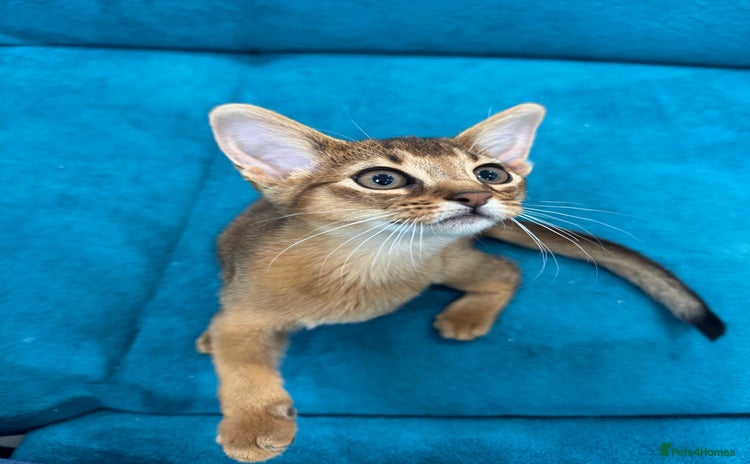 Abyssinian cats - Advert 2