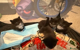 American Curl cats for sale: 4 littens - Image 1