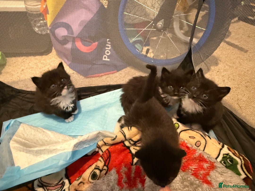 American Curl cats for sale: 4 littens - Image 1