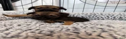 Border Terrier dogs for sale: Stunning Border Terrier Pups - Advert 14