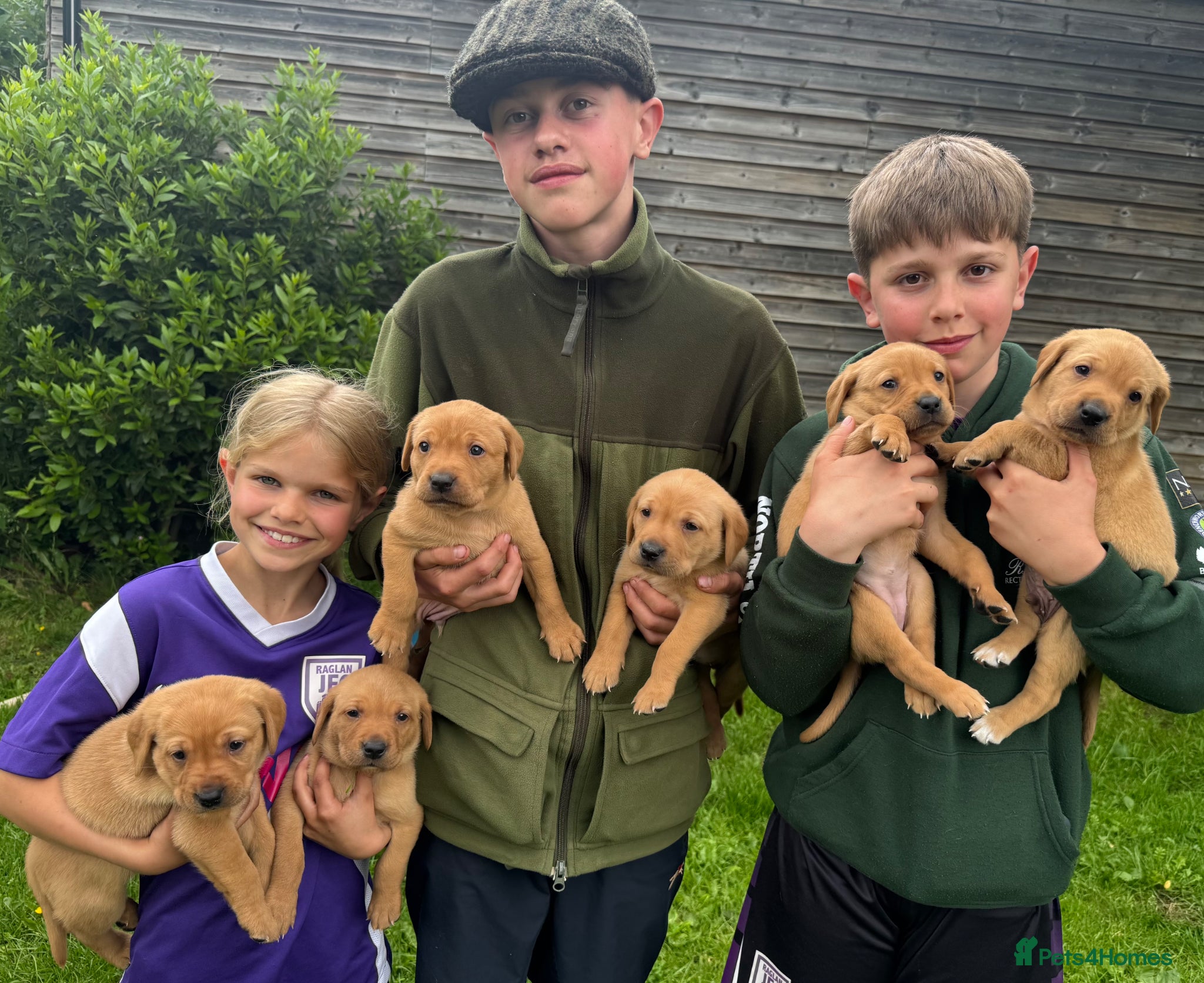 Labrador Retriever dogs FOX RED LABRADOR PUPPIES PARENTS HEALTH TESTED - Advert 1