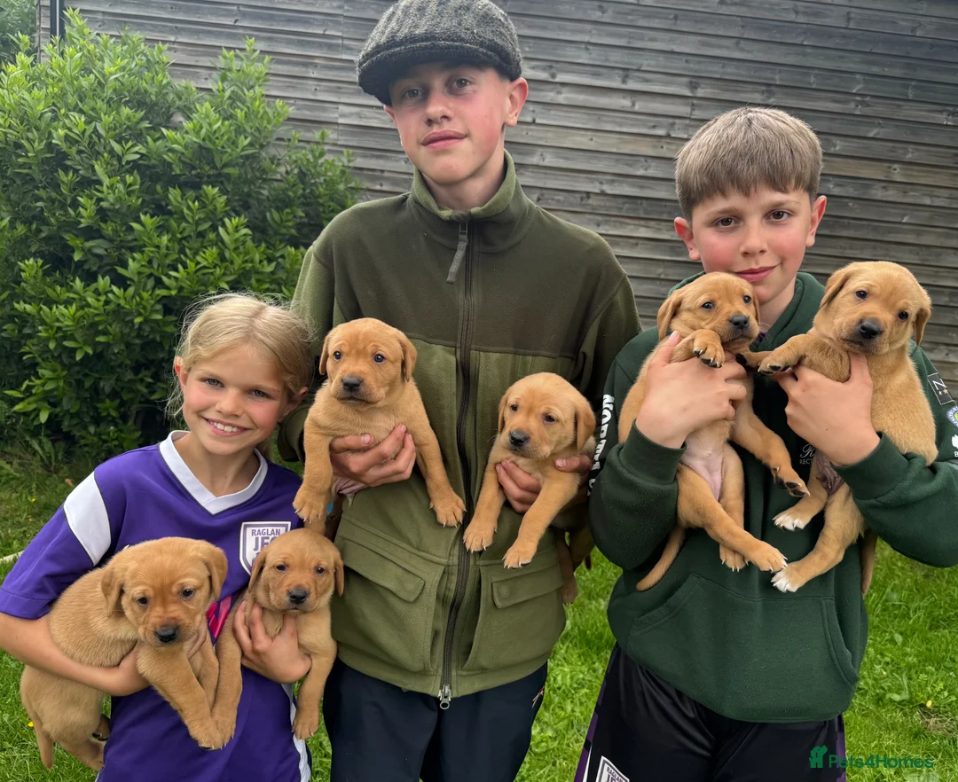 Labrador Retriever dogs for sale: FOX RED LABRADOR PUPPIES PARENTS HEALTH TESTED in Chepstow - Advert 1