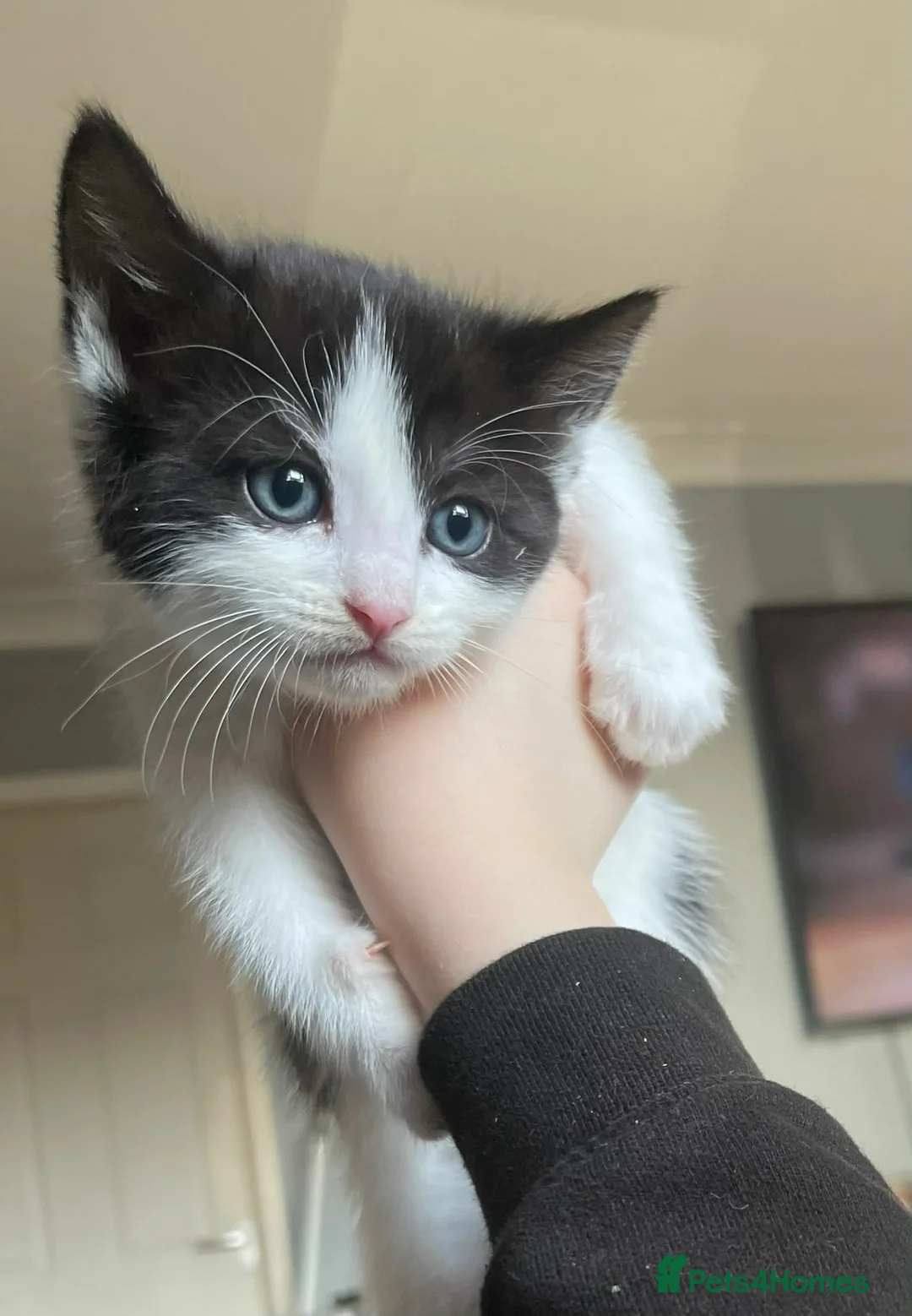 Ragdoll cats for sale: All kittens now reserved!! - Advert 2