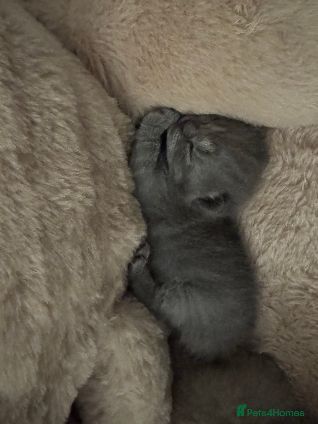 British Shorthair cats for sale: British short hair kittens  - Image 10