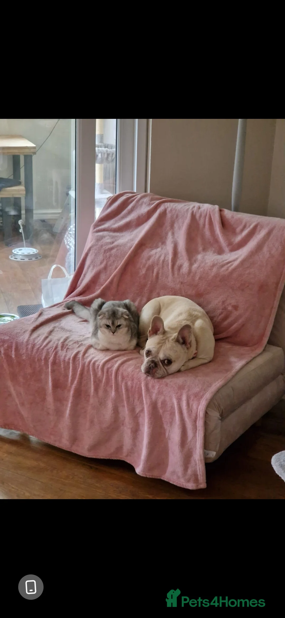 Scottish Fold cats for sale: Male chinchilla Scottish fold 18 months old - Advert 2