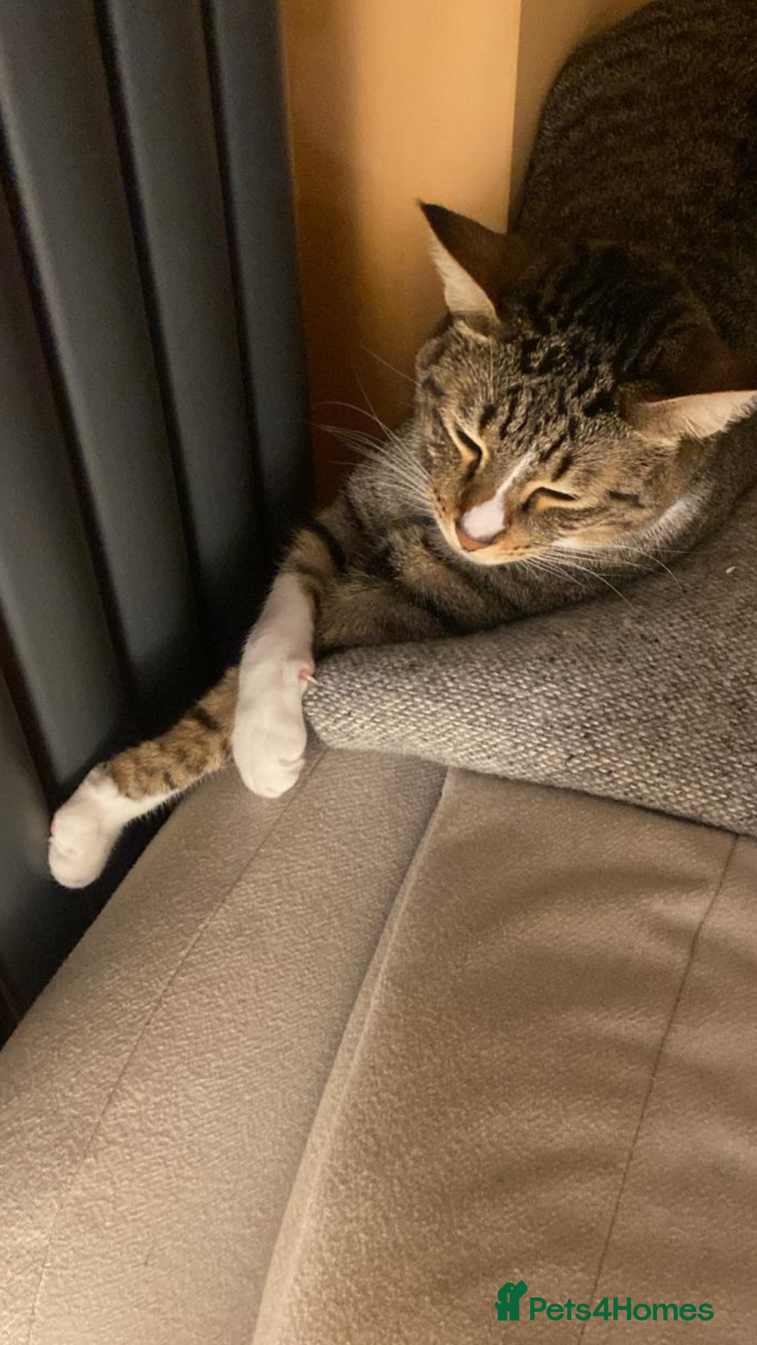 Mixed Breed cats for adoption: NOODLE-AMAZINGLY UNUSUAL FUR PATTERN -CONFIDENT! - Advert 11